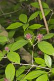 Carolina Allspice, Calycanthus floridus