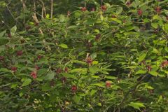 Carolina Allspice, Calycanthus floridus