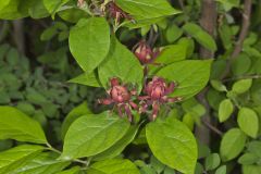Carolina Allspice, Calycanthus floridus