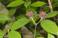 Carolina Allspice, Calycanthus floridus