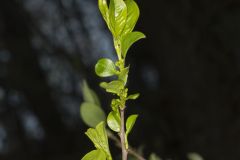 Carolina Buckthorn, Rhamnus caroliniana