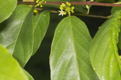 Carolina Buckthorn, Rhamnus caroliniana