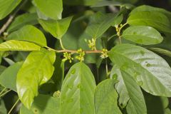Carolina Buckthorn, Rhamnus caroliniana