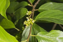 Carolina Buckthorn, Rhamnus caroliniana
