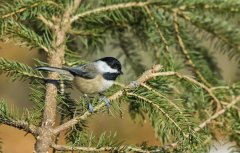 Carolina Chickadee, Poecile carolinensis