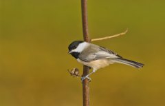 Carolina Chickadee, Poecile carolinensis