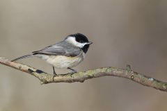 Carolina Chickadee, Poecile carolinensis