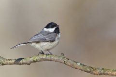 Carolina Chickadee, Poecile carolinensis