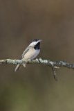 Carolina Chickadee, Poecile carolinensis