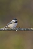 Carolina Chickadee, Poecile carolinensis