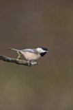 Carolina Chickadee, Poecile carolinensis