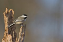 Carolina Chickadee, Poecile carolinensis