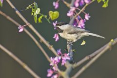 Carolina Chickadee, Poecile carolinensis