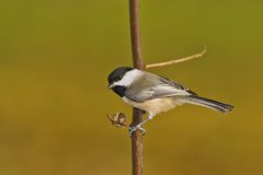 Carolina Chickadee, Poecile carolinensis