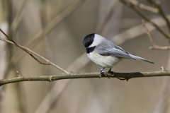 Carolina Chickadee, Poecile carolinensis