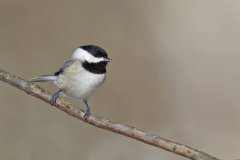 Carolina Chickadee, Poecile carolinensis