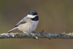 Carolina Chickadee, Poecile carolinensis