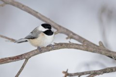 Carolina Chickadee, Poecile carolinensis