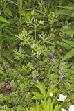 Carolina Cranesbill, Geranium carolinianum