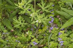 Carolina Cranesbill