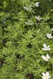 Carolina Cranesbill, Geranium carolinianum