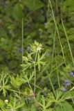 Carolina Cranesbill, Geranium carolinianum