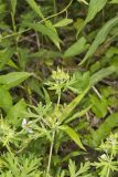 Carolina Cranesbill, Geranium carolinianum