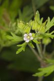 Carolina Cranesbill, Geranium carolinianum