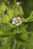 Carolina Cranesbill, Geranium carolinianum