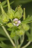 Carolina Cranesbill, Geranium carolinianum