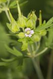 Carolina Cranesbill, Geranium carolinianum