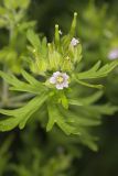 Carolina Cranesbill, Geranium carolinianum