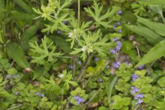 Carolina Cranesbill, Geranium carolinianum