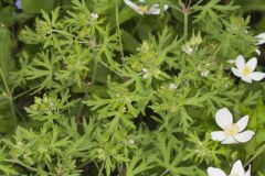 Carolina Cranesbill, Geranium carolinianum