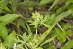 Carolina Cranesbill, Geranium carolinianum