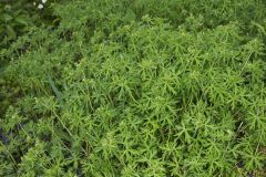 Carolina Cranesbill, Geranium carolinianum
