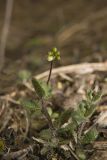 Carolina Draba, Draba reptans