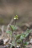 Carolina Draba, Draba reptans