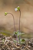 Carolina Draba, Draba reptans