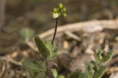Carolina Draba, Draba reptans