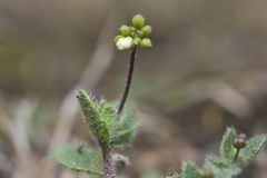 Carolina Draba, Draba reptans
