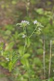 Carolina elephantsfoot, Elephantopus carolinianus