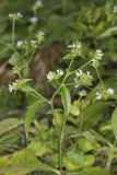 Carolina elephantsfoot, Elephantopus carolinianus