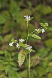 Carolina elephantsfoot, Elephantopus carolinianus