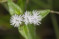 Carolina elephantsfoot, Elephantopus carolinianus