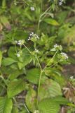 Carolina elephantsfoot, Elephantopus carolinianus