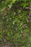 Carolina Elephantsfoot, Elephantopus carolinianus