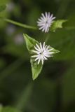 Carolina Elephantsfoot, Elephantopus carolinianus
