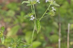 Carolina Elephantsfoot, Elephantopus carolinianus