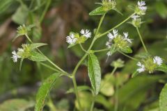 Carolina Elephantsfoot, Elephantopus carolinianus